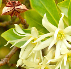 H2O Anise Star Essential Oil 